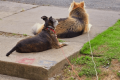 Request Quote: Rebecca Blas In Home Dog Sitting Service - Schenley, PA