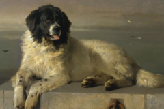 Watercolor Pet Portraits - Boston, MA