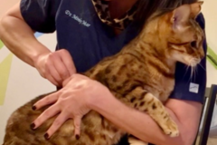 Request Quote:  MAR Rehabilitation Services - Animal Chiropractic - San Diego, CA