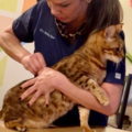  MAR Rehabilitation Services - Animal Chiropractic - San Diego, CA