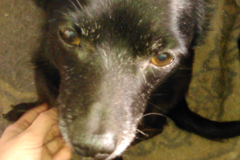 Request Quote: Pet Detective - Artist Portraits For Missing Pets - Nationwide