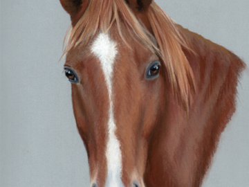 This is a portrait of a horse, done in pastel size 11" x 14" by award-winning artist Heather Mitchell. The artwork was done by commission (special order) produced using a reference photo provided by the client. 