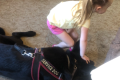 Request Quote: Guidance For Service Dog Training - Ridgefield, CT