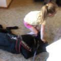 Guidance For Service Dog Training - Ridgefield, CT