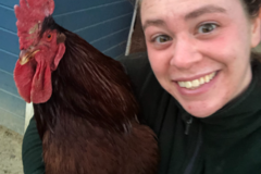 Request Quote: Homesteading for Beginners - Backyard Chickens - Nationwide