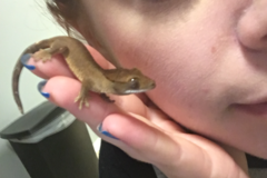 Request Quote: Reptiles 101 - Guidance for Common Problems - Nationwide