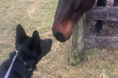 Request Quote: Socializing Your New Dog - Puppy Training - Ridgefield, CT