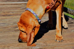 Request Quote: Pet Detection K9 Training Worldwide