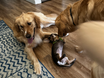 It's always playtime at Dallas Dog Den