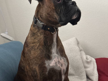 Beau - watching his favorite movie after to relax