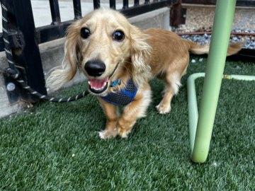 Bentley - Loving life and our time at the dog park