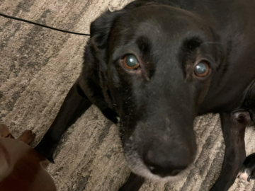 My Dog Wilson!