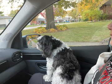 Rides in the car!