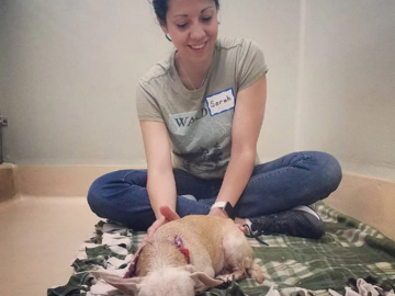 A woman sitting cross legged in a shelter room, massaging a chihuahua who is sleeping on a green and white blanket