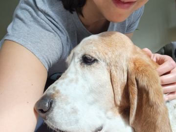 A woman leans over a relaxed basset hound