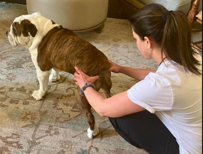 San Diego, CA - MAR Rehabilitation Services - Animal Chiropractic