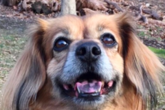 Request Quote: Compassionate Pet Loss Therapy - Nationwide