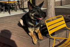 Request Quote: Effective Dog Obedience Training Program - Lawrence, IN