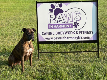 A brindle Boxer sitting next to a yard sign for Paws in Harmony.