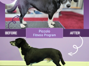 Before and after images of a dog named Piccolo who participated in a canine fitness program designed by Paws in Harmony