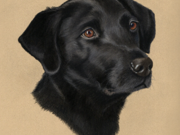 This is a pastel portrait of Max, a black labrador retriever dog, by pet artist Heather Mitchell. The artwork measures 11" x 14" with the black lab on a sand-colored background.