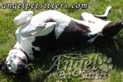 Request Quote: In-Home Pet Care and More! - Springdale, AR