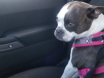 Tilly's ride in the Jeep!