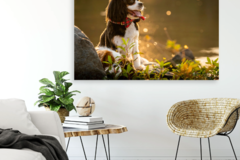 Request Quote: On-Location Pet Portrait Photographer - District Heights, MD