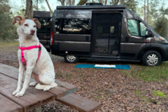 Request Quote: Luxury Pet Moves In Our Pet Limo - Pet Transport - Central Florida, FL