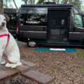 Luxury Pet Moves In Our Pet Limo - Pet Transport - Central Florida, FL