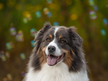Dog during a Bubble Session 