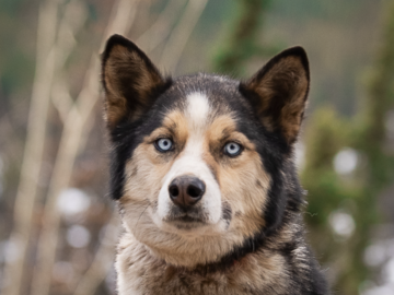 Sled Dog of Denali 