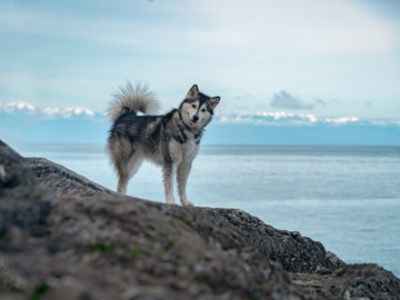 Malamute in the PNW