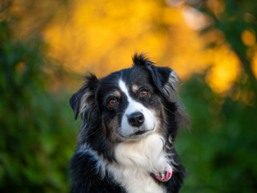 Dog During Autumn