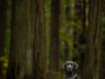 Black Lab in the Redwood Forest, California 