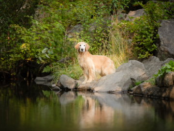 Golden retriever at Multnomah Falls