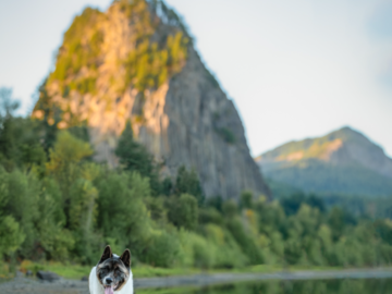 Akita at Beacon Rock, Oregon