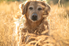Request Quote: PNW Dog Photographer  - Seattle, WA