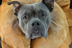 Request Quote: Basic and Low Confident - Reactive Dog Training - Quincy, MA