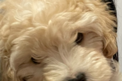 Request Quote: I’m Paws-itively The Best Pet Sitter Around - Spring, TX