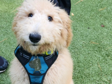 Julia King Dog Trainer Newtown CT