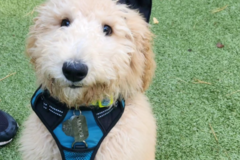 Request Quote: All 4 PAWSitive LLC - Dog Trainer - Newtown, CT