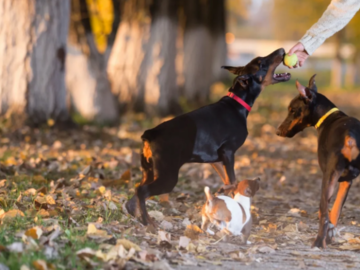 Dog Training Fort Myers Florida