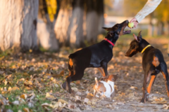 Request Quote: 5 Star Dog Training  - NO FORT MYERS, FL