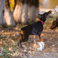 5 Star Dog Training  - North Fort Myers, FL