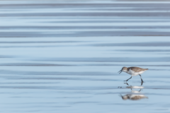 Request Quote: Jackie Vargas - Animal Communicator & Energy Healer - Nationwide