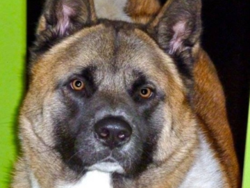 In Home Pet Sitter Los Angeles CA