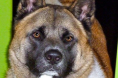 Request Quote: The Speed Walking Dog and Pet Sitting