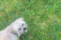 Request Quote: Jurassic Dog Training and Canine Behaviorist - Nationwide