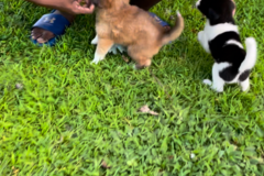 Request Quote: Jurassic Dog Training and Canine Behaviorist - Nationwide